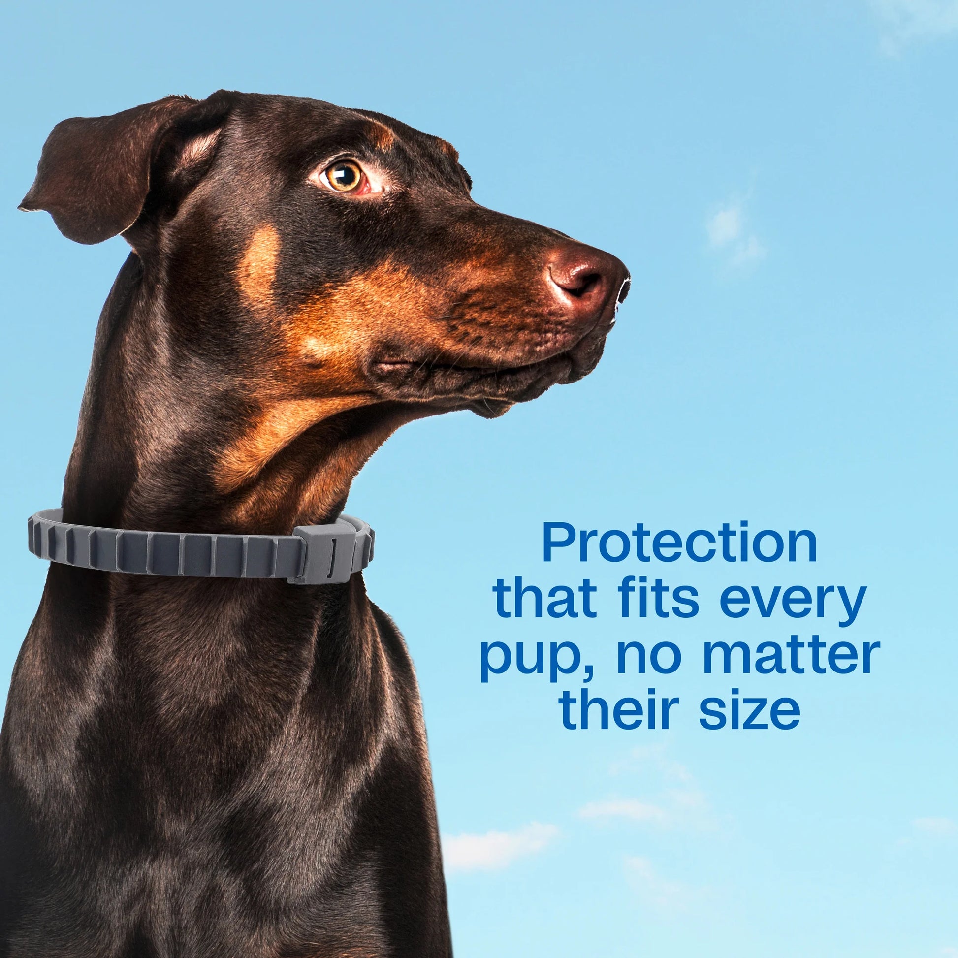 Flea and Tick Collar Plus for Dogs and Puppies - 12 Months of Protection Against Flea Infestations, Kills Fleas and Ticks, Repels Mosquitoes for Up to 6 Months (Excludes California), One Size Fits All, 2 Count