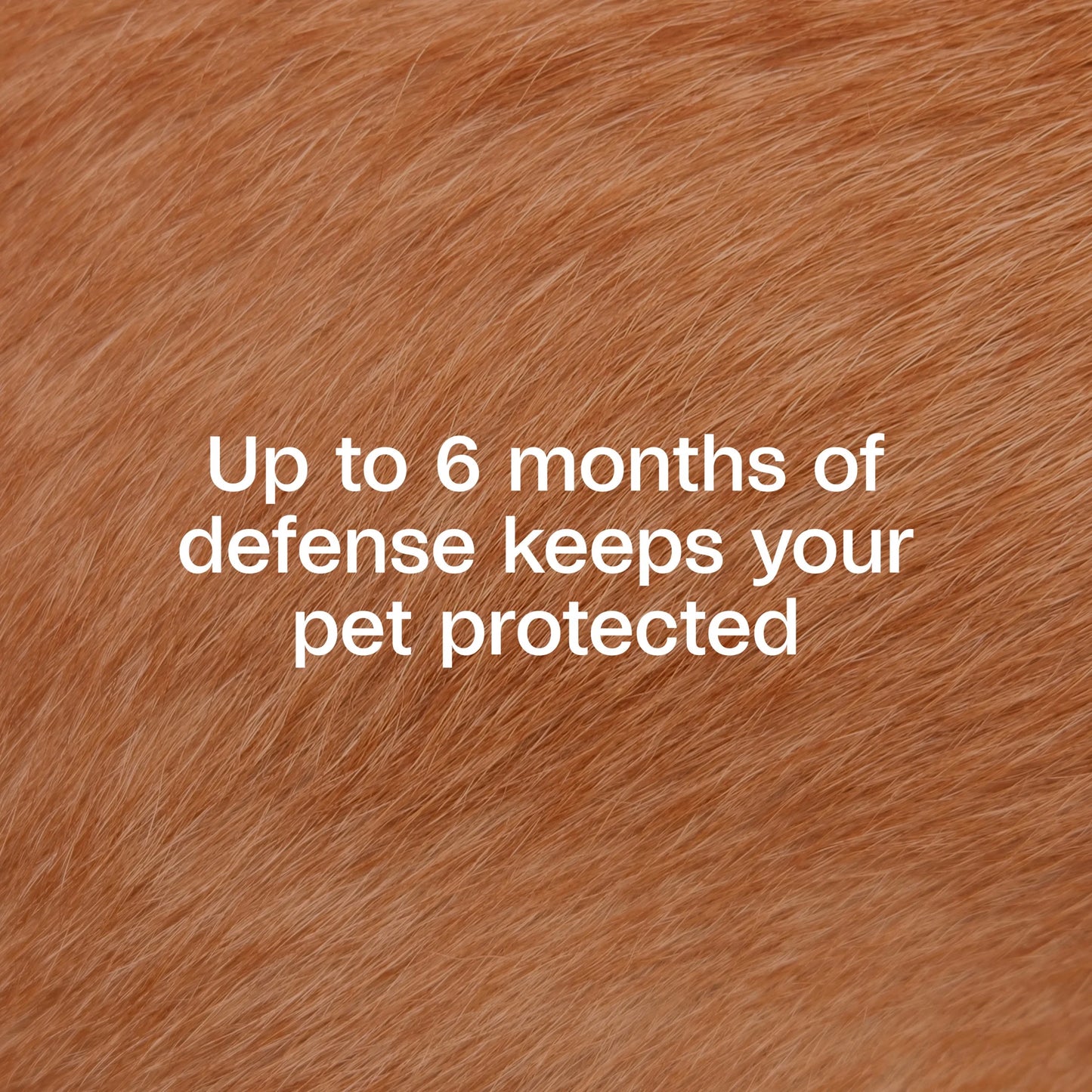 Flea and Tick Collar Plus for Dogs and Puppies - 12 Months of Protection Against Flea Infestations, Kills Fleas and Ticks, Repels Mosquitoes for Up to 6 Months (Excludes California), One Size Fits All, 2 Count