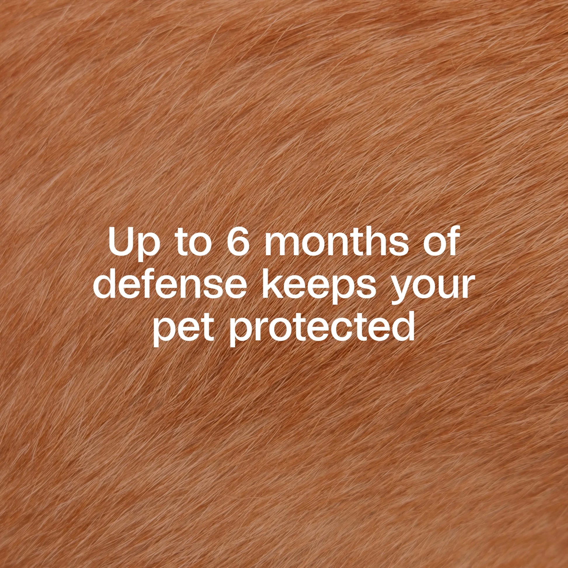 Flea and Tick Collar Plus for Dogs and Puppies - 12 Months of Protection Against Flea Infestations, Kills Fleas and Ticks, Repels Mosquitoes for Up to 6 Months (Excludes California), One Size Fits All, 2 Count